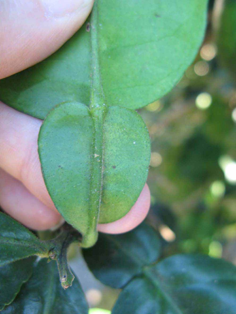              Petiole (Winter Haven, FL)       